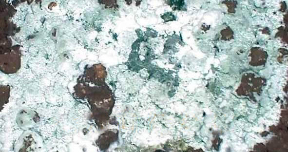 羊肚菌种植栽培技术视频教程（完整版）