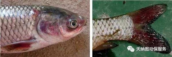 鱼类出血病复发的原因,鱼类出血病视频