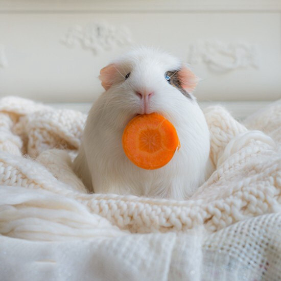 新手应该养哪些可爱粘人的仓鼠,新手适合养熊类还是侏儒类仓鼠