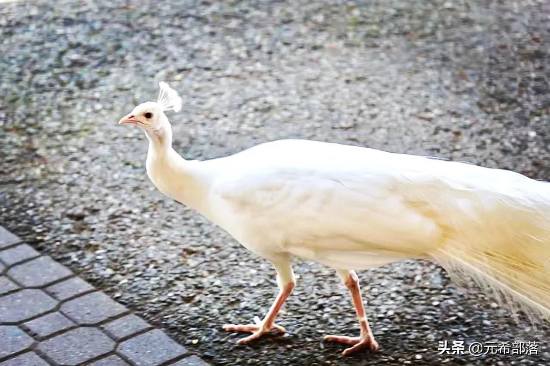 芝加哥周边小城旅游攻略,芝加哥旅游路线地图