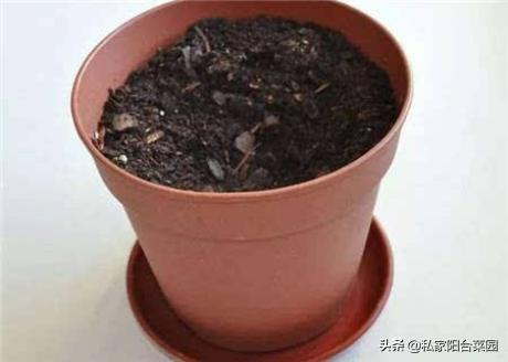 阳台种植生姜什么时候比较合适,阳台种生姜谨记3要点