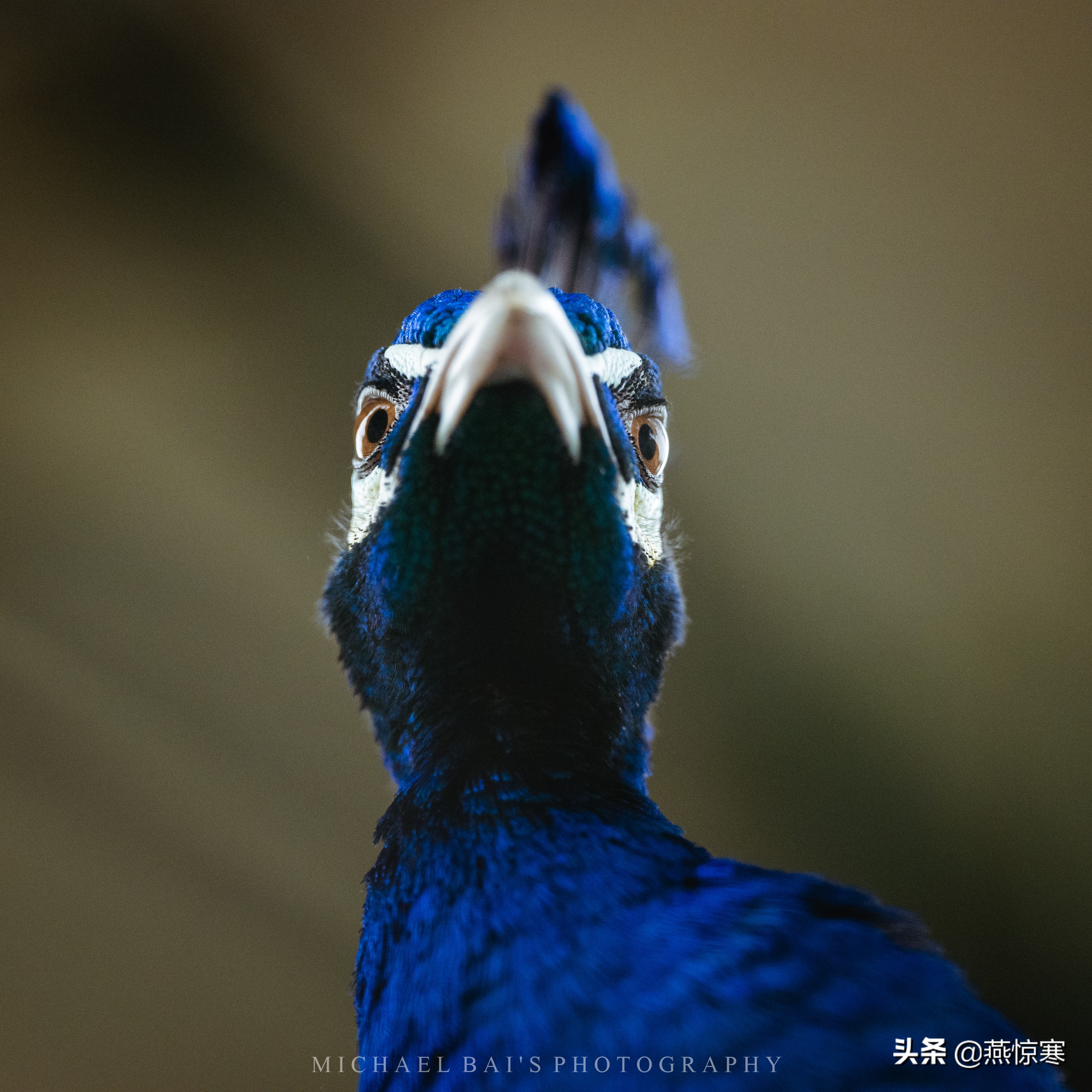 徕卡最值得玩的镜头,徕卡镜头351.4和501.4拍摄对比