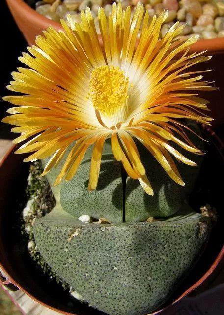 多肉生石花好看视频,多肉生石花开图