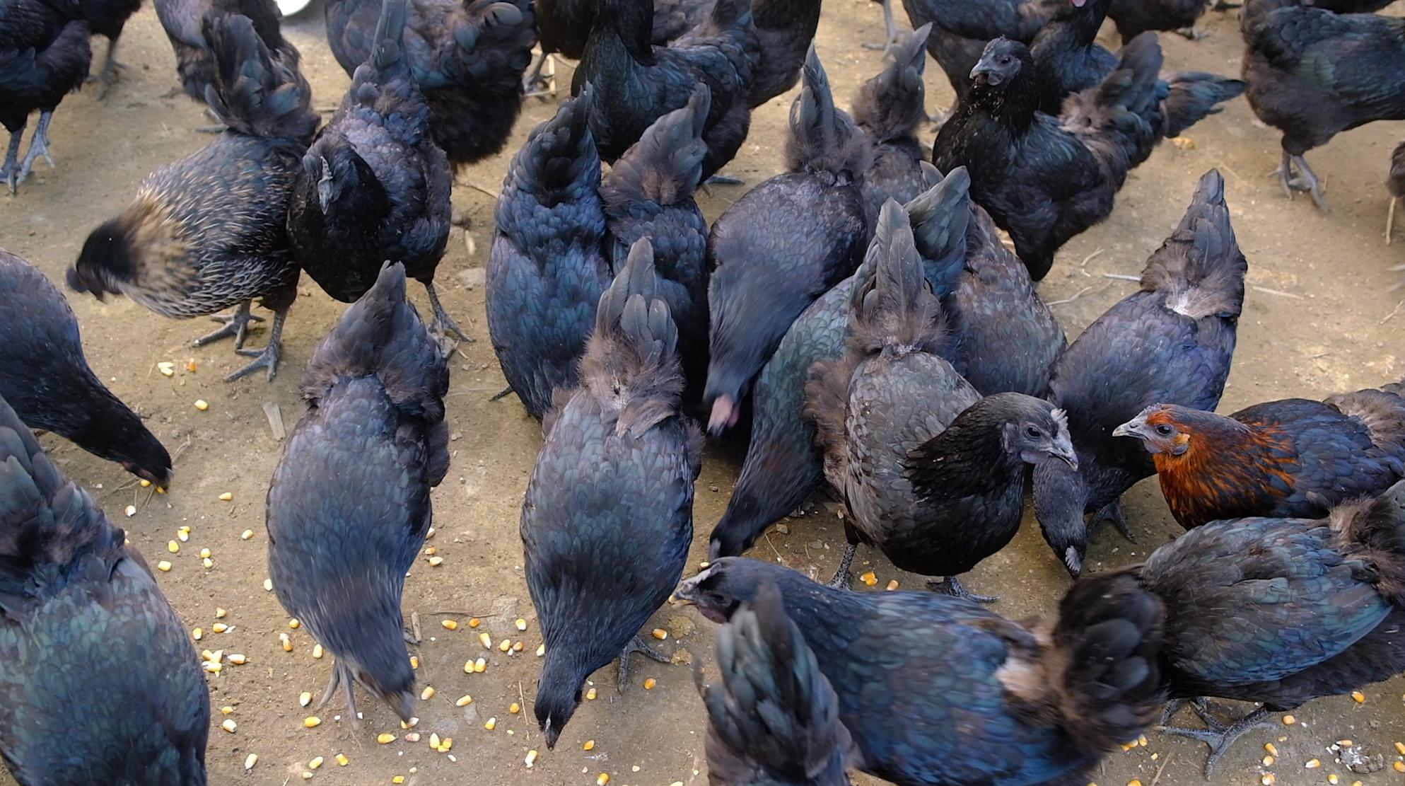 全身灰黑的鸟像鸡一样大不会飞,全身都是黑色的鸡