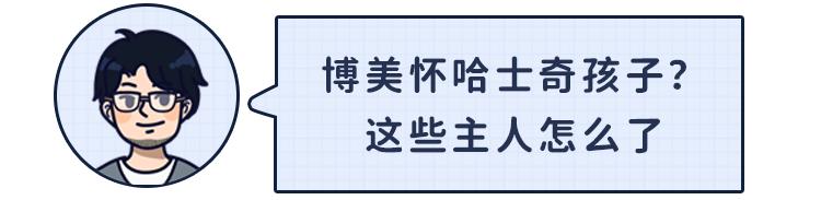 博美怀孕了会怎样,二哈让博美怀孕