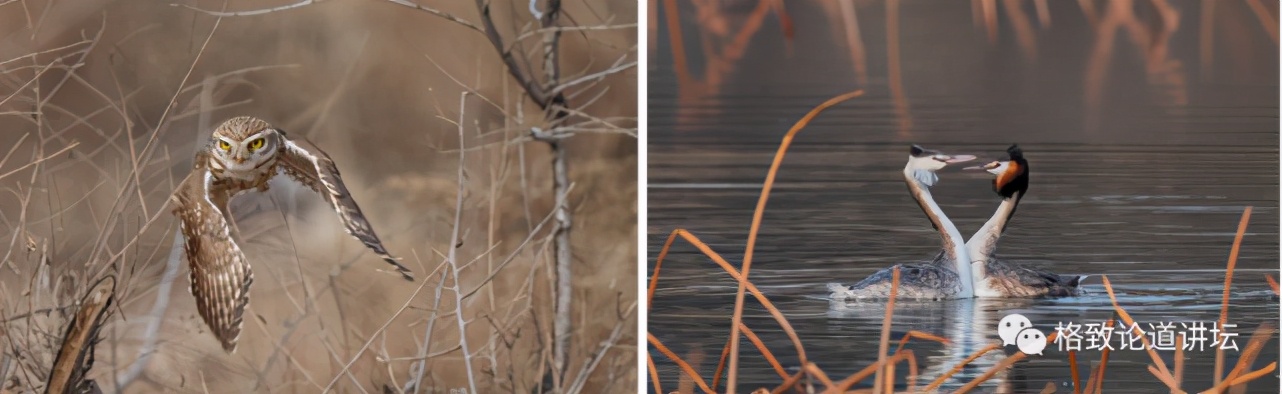 捡到只受伤的鸟怎么办,野外捡到受伤的小鸟