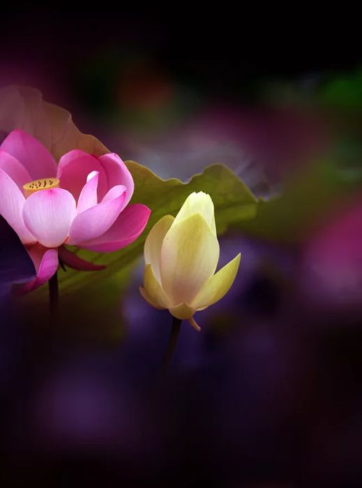 荷花古诗词鉴赏,映日荷花别样红中荷花的特点是