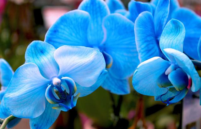 最名贵十种兰花有花苞,四季开花的兰花有哪几个品种