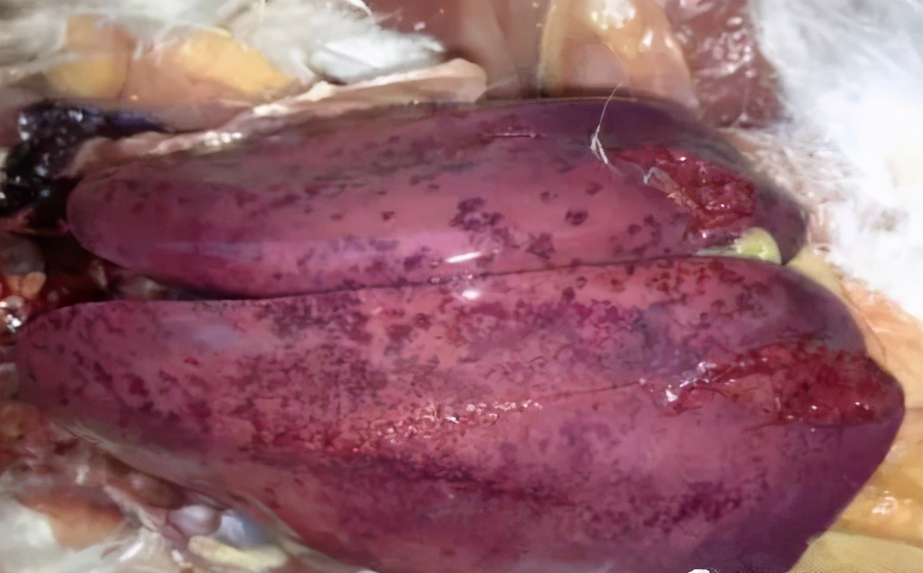 家禽保肝护肾的功效与作用,家禽保护肠道的重要性