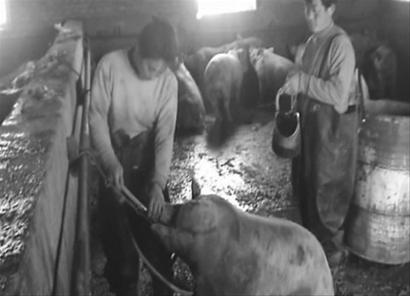 中国动物福利法律制度,概括动物福利立法有哪些现实意义