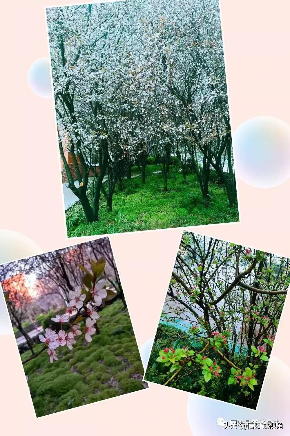 固始县慈济高中操场多大图,固始县慈济高中附近有啥好玩的