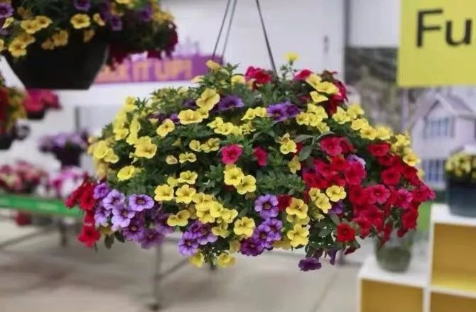 懒人室内养花就养4款开花机器,懒人专属开花机器花儿天天开爆盆