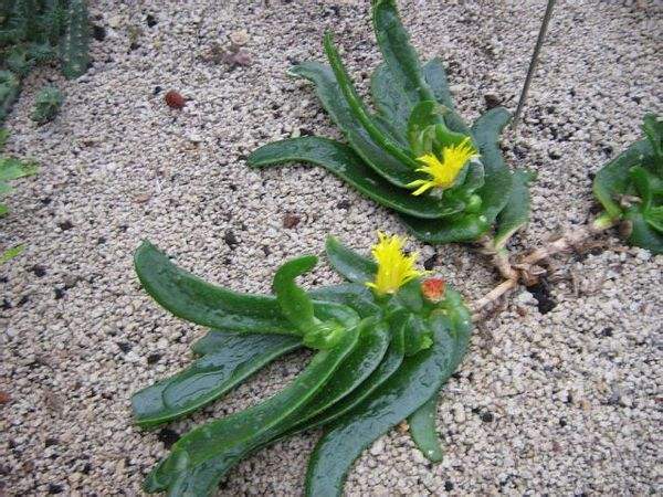 5种霸气花，个个“丑八怪”却吉利镇宅，丢在角落不管，一样爆棚