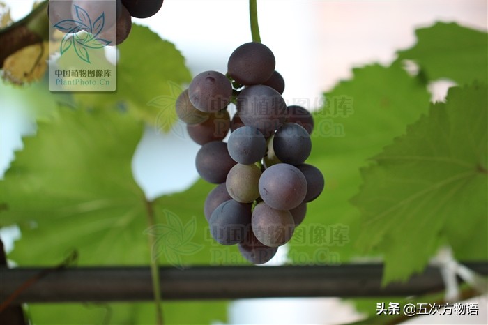 凤梨就是金菠萝吗,凤梨就是菠萝的一种