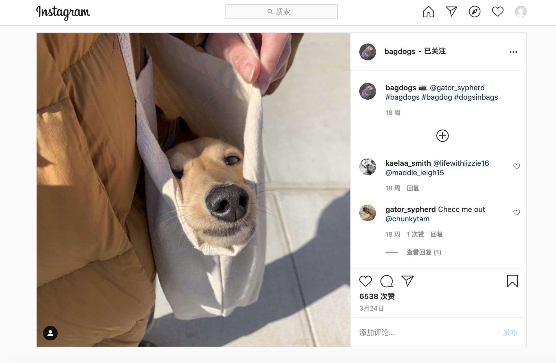 顾佳用奢侈品包包挤不进贵妇圈，纽约市民却用包把狗狗带上了地铁