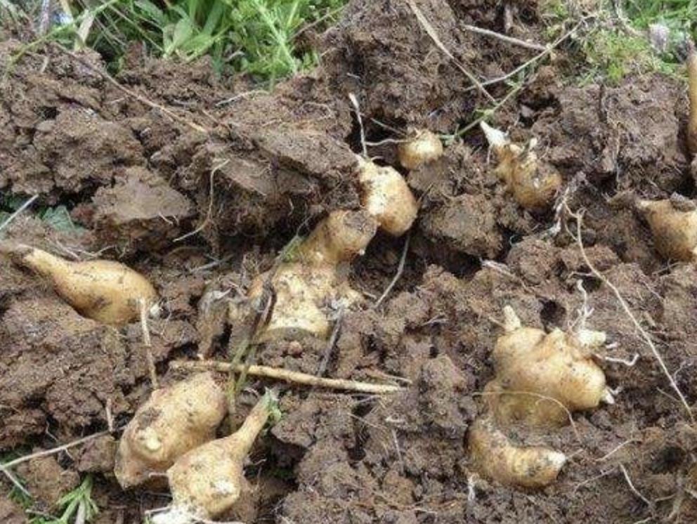 大姜杂草有哪些,农村野草像洋姜