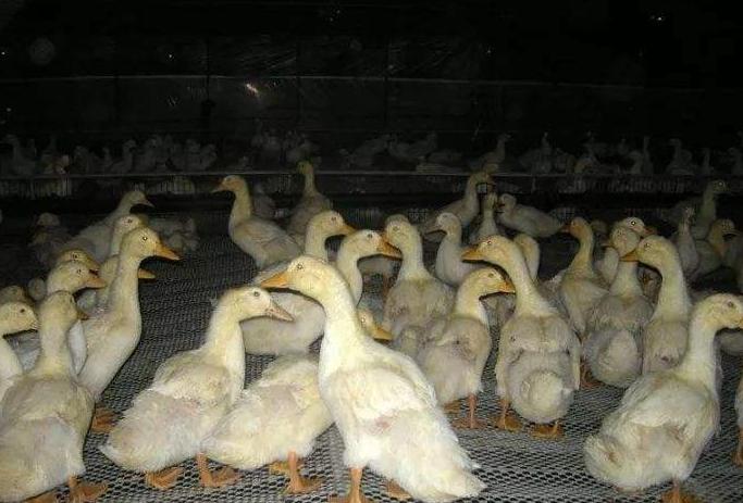 鸭养殖有什么疾病预防,鸭病防治知识及方法