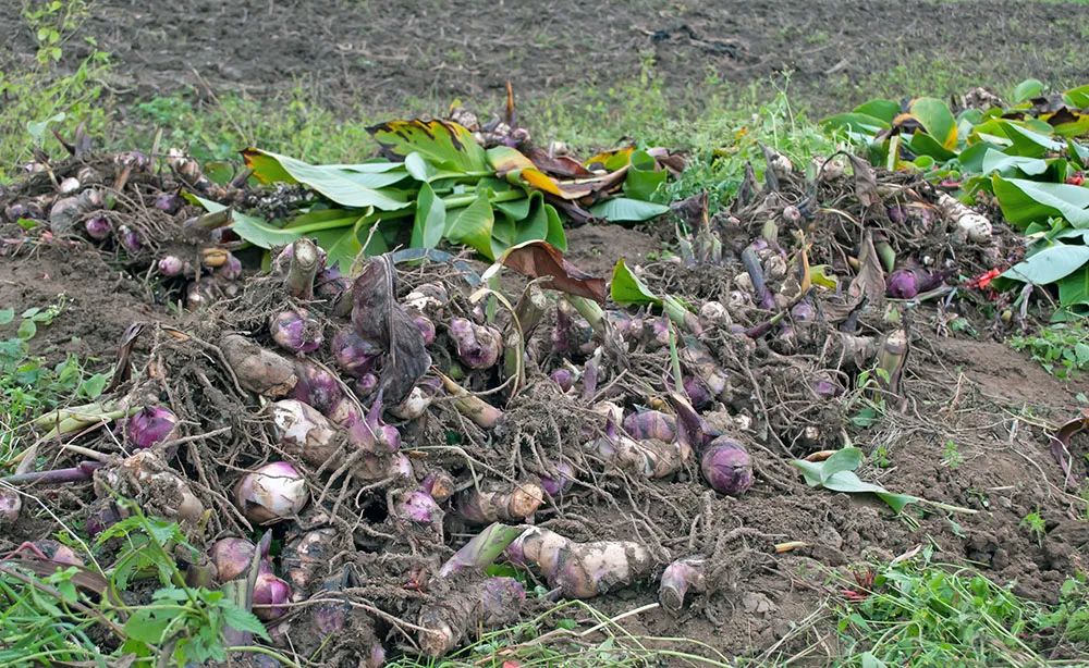 被低估的植物,被低估的水培花卉
