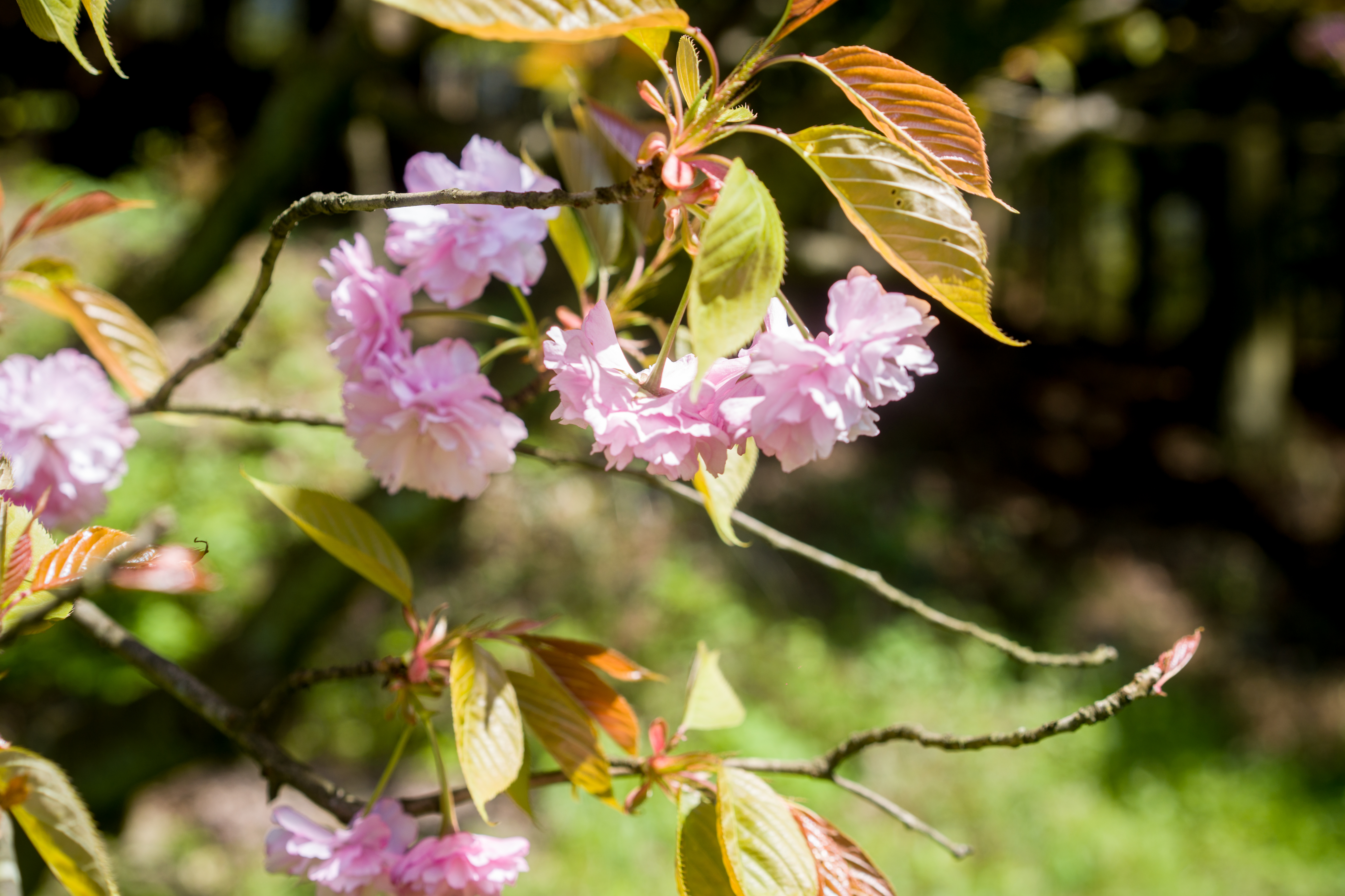 商量岗内的这家酒店，四季气候适宜居住，住客宛若身处桃花源