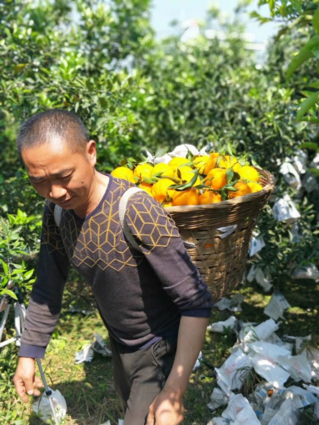 网上买水果可靠吗,网上买车厘子靠谱吗