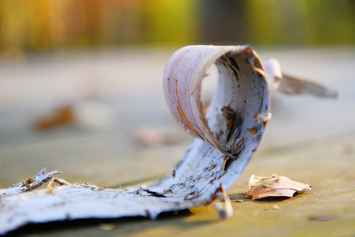 落英缤纷是落花吗,落英缤纷是叶子吗