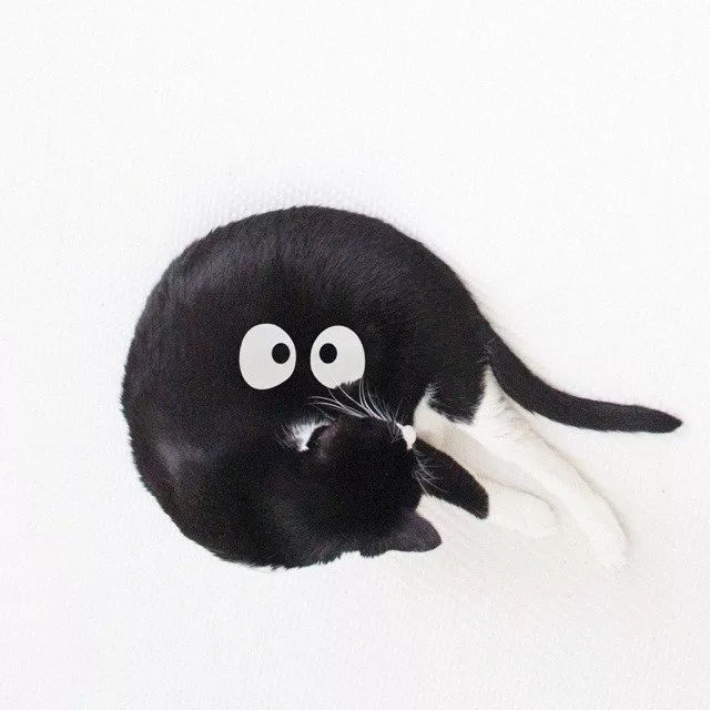 猫主子寝宫消毒，你不可不知的那些事