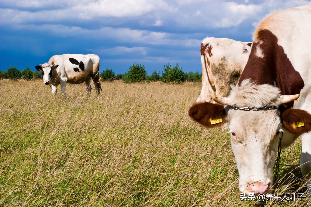 自繁自养养50头牛一年多少利润,种20000亩地养5000头牛