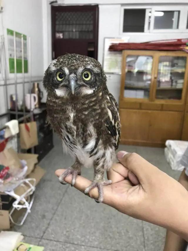 有多少南京人，获得过猫头鹰的祝福