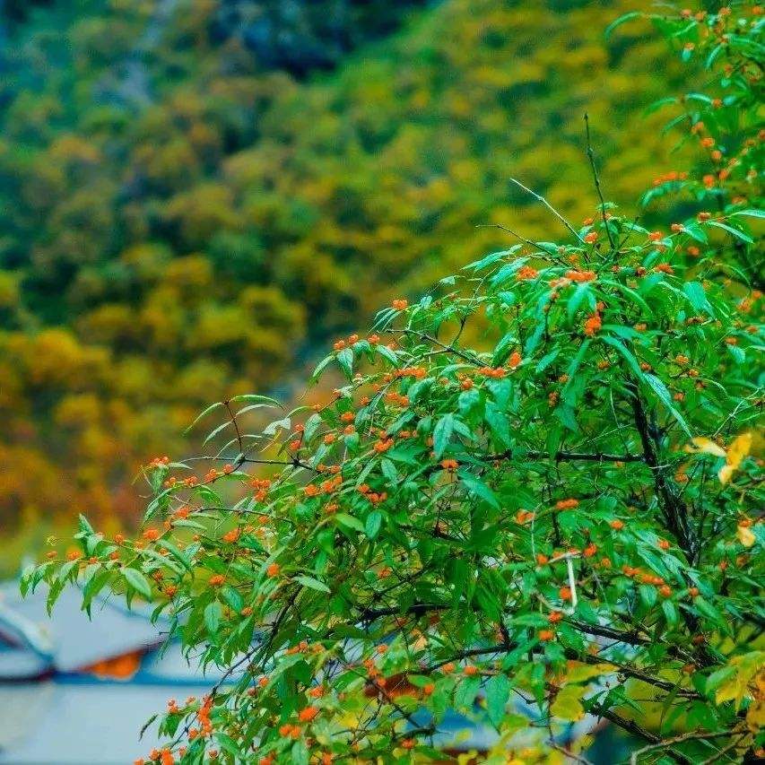 几时归去做个闲人,几时归去作个闲人全诗