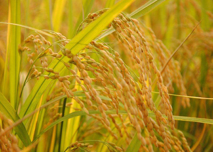 鲜米是湿米吗,鲜米营养