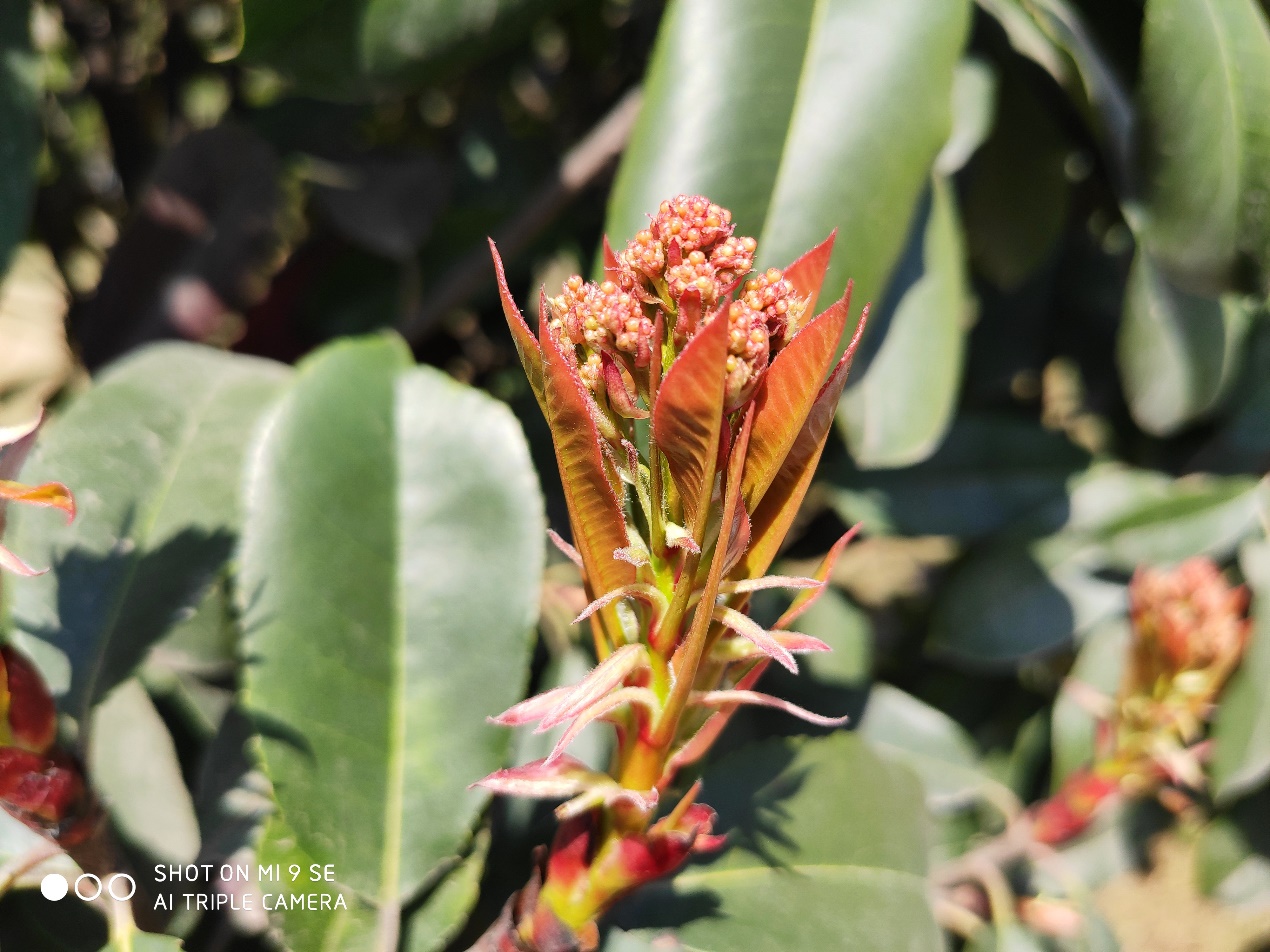 小米9se评测游戏,小米9se测评