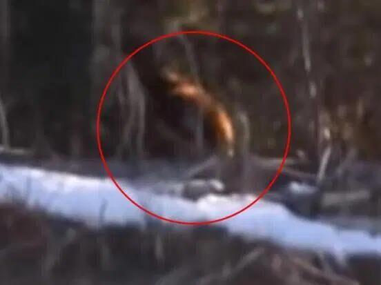 1967年美国探险家拍到大脚怪,美国猎人发现大脚怪