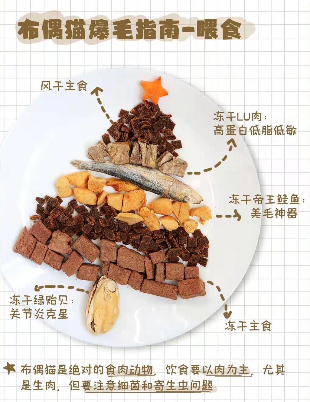 布偶仙女猫高清图片,布偶猫的前世今生