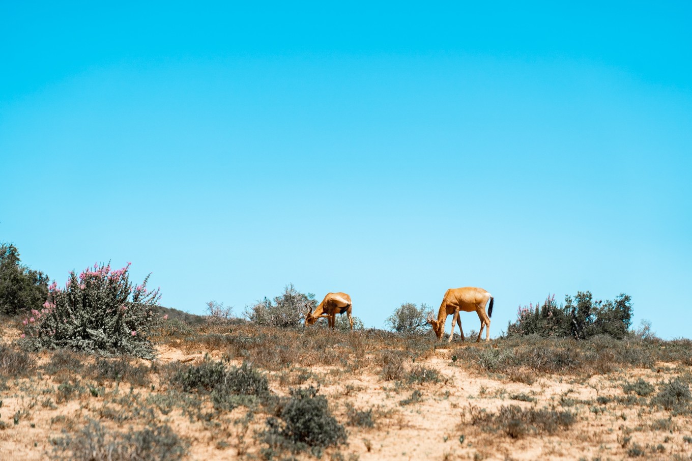 南非自驾游,南非自驾游最新