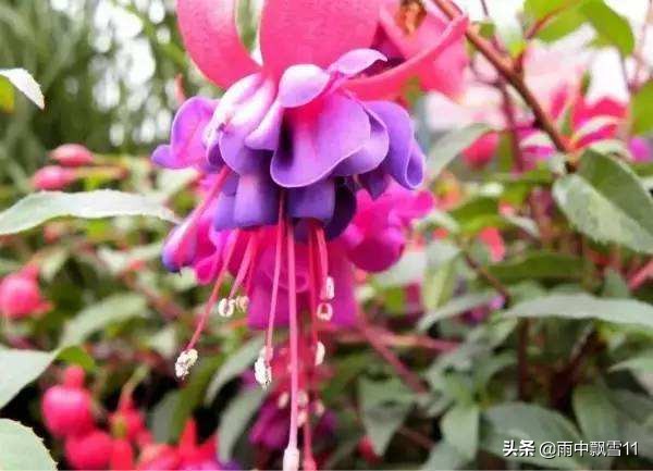 倒挂*钟金**落花怎么办?教你做好这5点,倒挂*钟金**花开艳丽满枝头