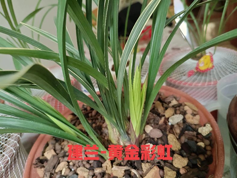 建兰怎么才能养好,不知不觉养了这么多宠物