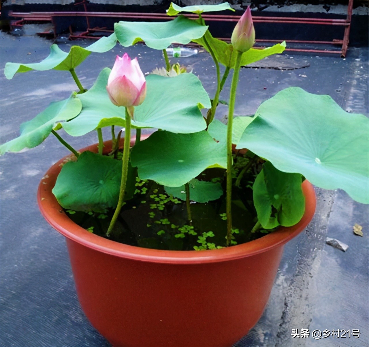 盆栽荷花养殖方法和注意事项,盆栽荷花怎么栽培
