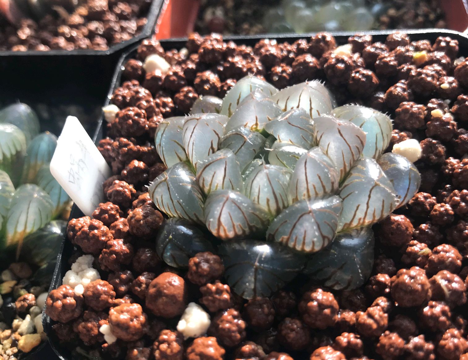 玉露出现黄叶用什么喷,冰晶玉露黄叶怎么回事