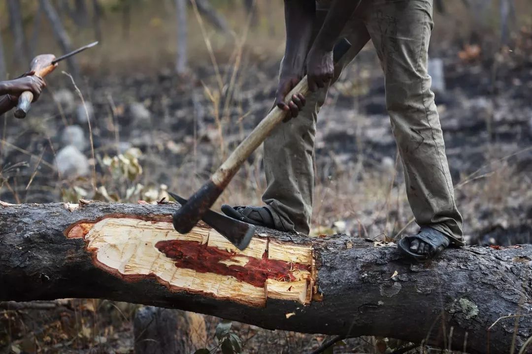 红木血檀最新消息,血檀带出去丢人吗