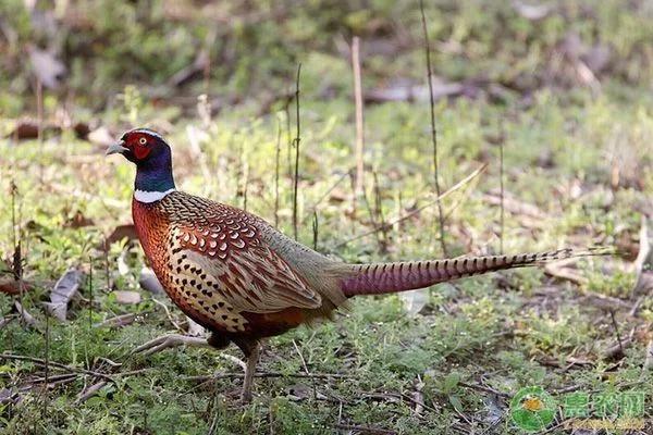 山鸡的饲养与管理,山鸡饲养技术大全视频观看