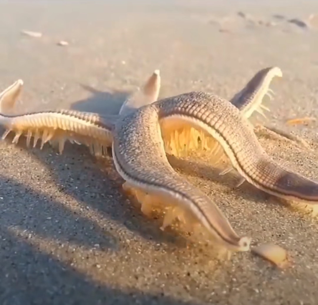 好看是好看但是感觉显黑,好看是好看难看是难看