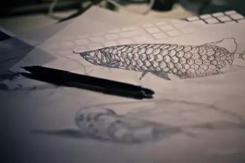 养龙鱼知识大全,龙鱼的起源与产地水族馆