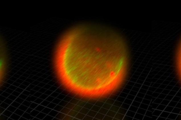 精子和卵子结合为什么闪光,精子和卵子在相遇那一刻就定性了