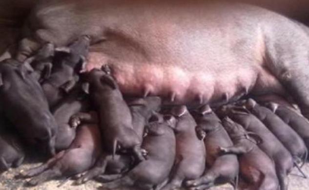 母猪奶水少吃啥偏方,母猪奶水少仔猪有什么症状