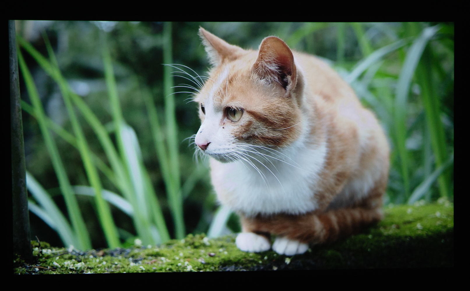 峰米投影仪smart升级版对比普通版,峰米smart投影仪对比小米2