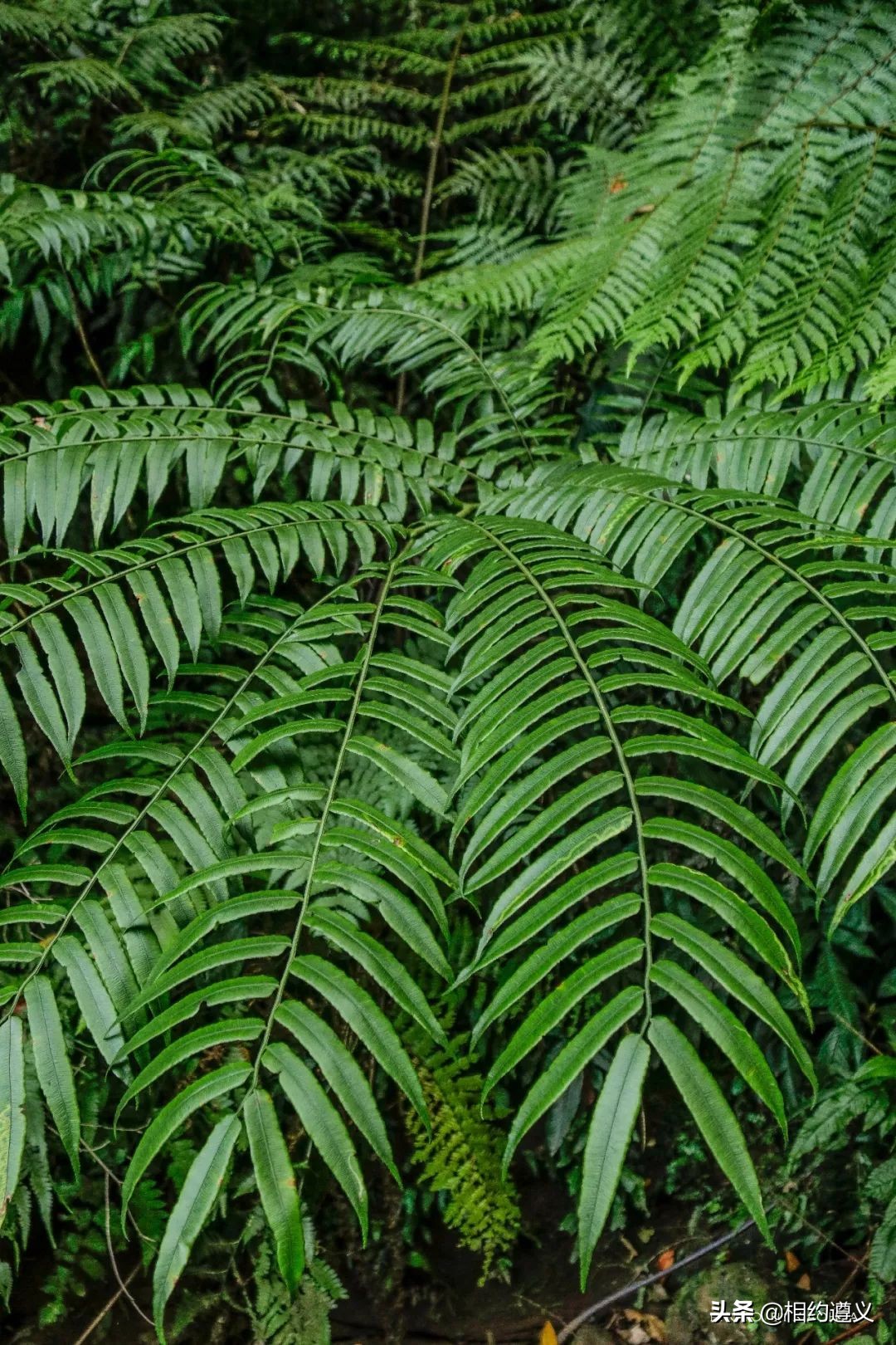 赤水大瀑布 侏罗纪公园 (贵州赤水侏罗纪公园攻略)