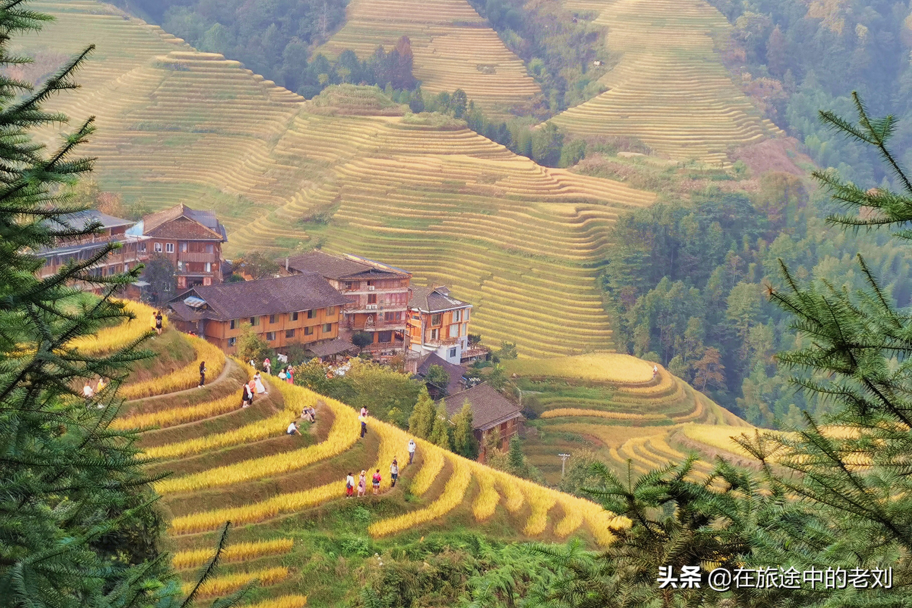 远赴龙脊大寨梯田，追逐今年最后的金黄——桂林七天游1