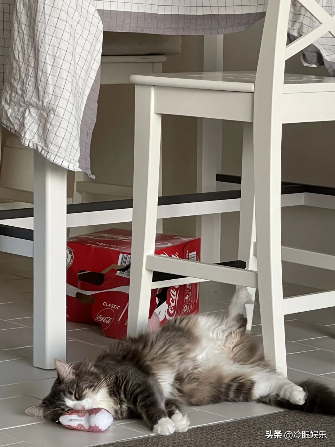 小动物永远都幸福,小动物长得最美也最可爱