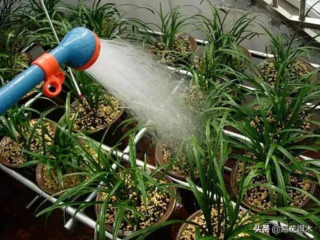 兰花养护｜茎腐病、黑腐病、根腐病和软腐病的区别救治