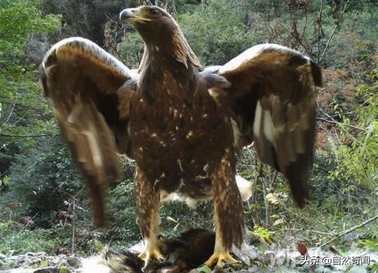 金雕猛禽排名,猛禽战斗力排行榜第一名